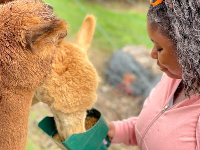 Woman feeding llama